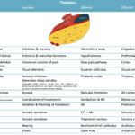 Thalamus table